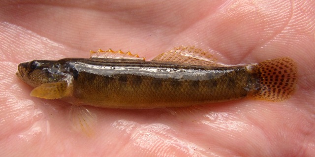 FANTAIL DARTER - Etheostoma flabellare 