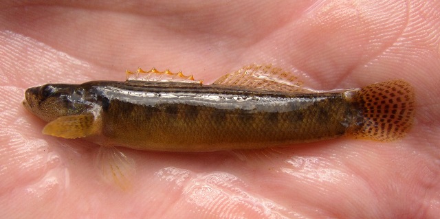 Fantail Darter - Etheostoma flabellare 