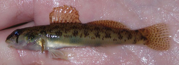 TESSELLATED DARTER - Etheostoma olmstedi