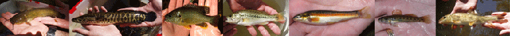 Fish of fairfax image