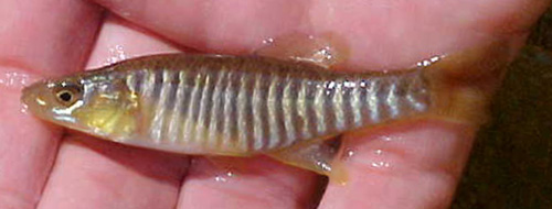 BANDED KILLIFISH - Fundulus diaphanous 