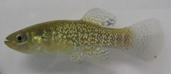 Mummichog - Fundulus heteroclitus 