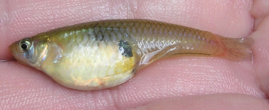 EASTERN MOSQUITOFISH - Gambusia holbrooki