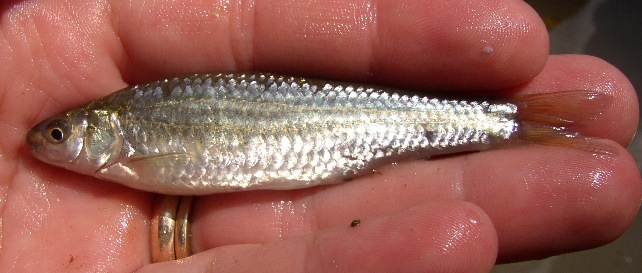 Eastern Silvery Minnow- Hybognathus regius 