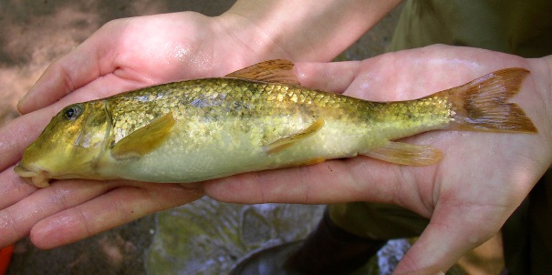 NORTHERN HOGSUCKER - Hypentelium nigricans 