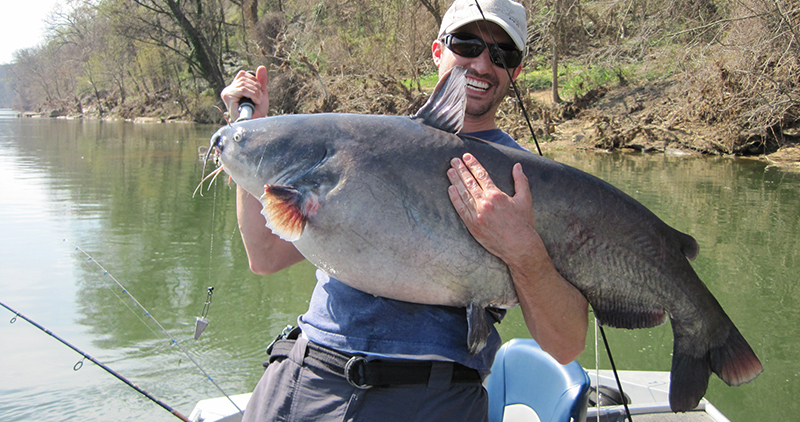 Blue Catfish - Ictalurus furcatus