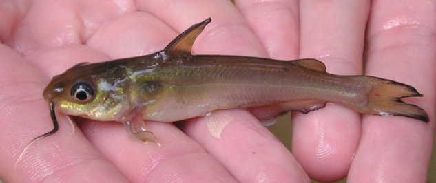 Channel Catfish - Ictalurus punctatus