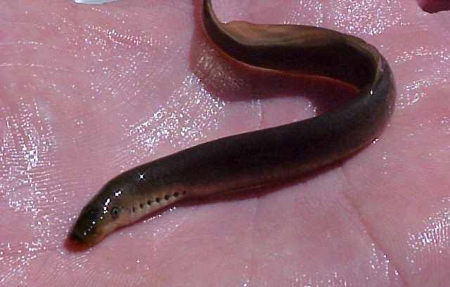 LEAST BROOK LAMPREY - Lampetra aepyptera