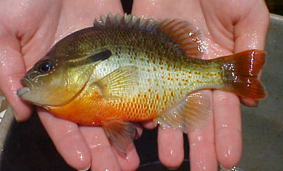 REDBREAST SUNFISH - Lepomis auritus 