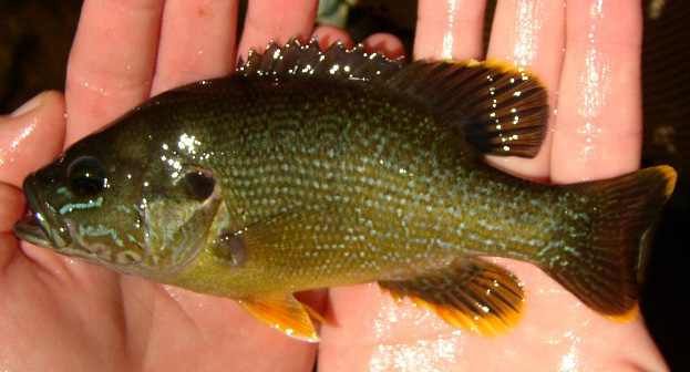 GREEN SUNFISH - Lepomis cyanellus