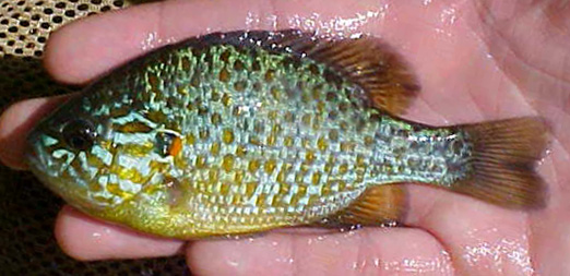 PUMPKINSEED - Lepomis gibbosus 