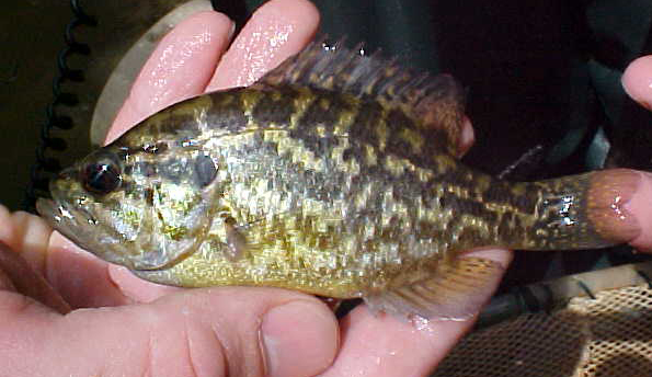 WARMOUTH - Lepomis gulosus 