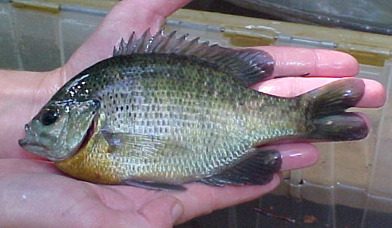 BLUEGILL - Lepomis macrochirus 