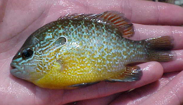 LONGEAR SUNFISH - Lepomis megalotis 