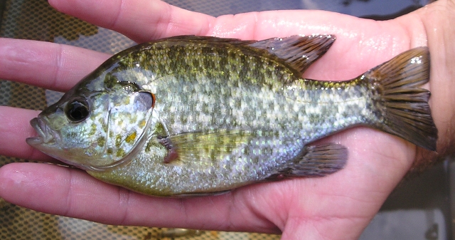 REDEAR SUNFISH - Lepomis microlophus 