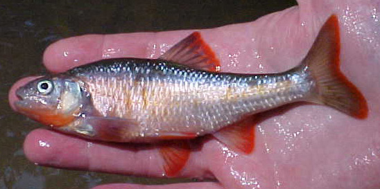 Minnow - Family Cyprinidae  Public Works and Environmental Services