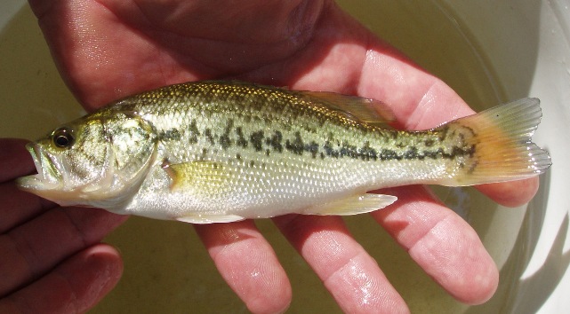 LARGEMOUTH BASS- Micropterus salmoides 