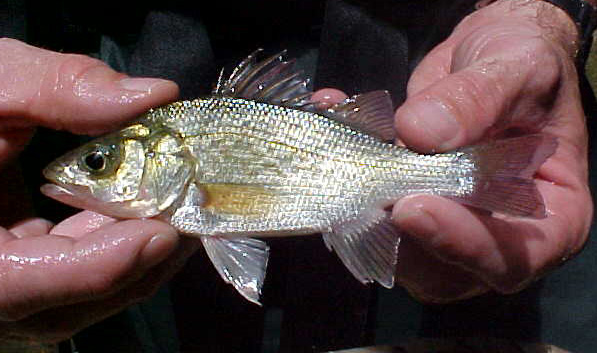 WHITE PERCH - Morone americana 