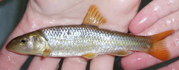 River Chub - Nocomis micropogon 