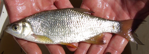 Golden Shiner  - Notemigonus crysoleucas 