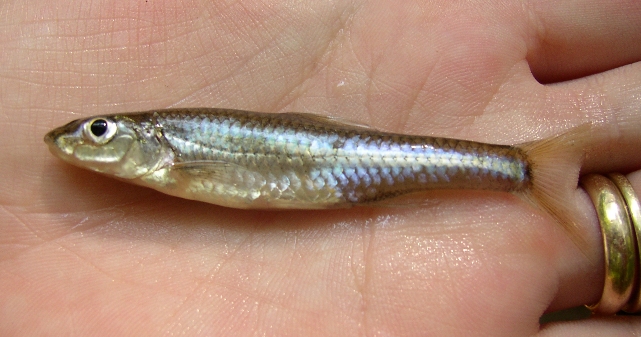 Silverjaw Minnow - Notropis buccatus 