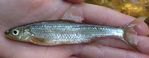 Spottail Shiner - Notropis hudsonius 