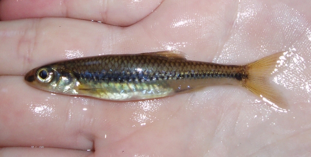 Swallowtail Shiner - Notropis procne 