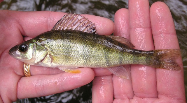 YELLOW PERCH - Perca flavescens 