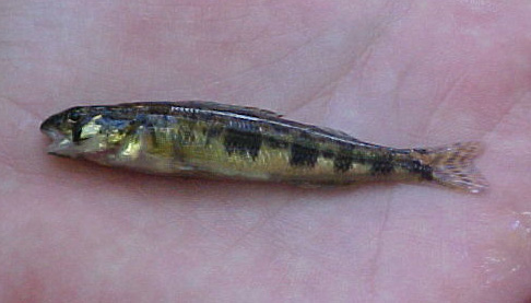 SHIELD DARTER - Percina peltata 