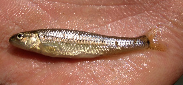 Bluntnose Minnow- Pimephales notatus 