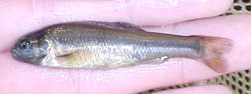 Fathead Minnow - Pimephales promelas 