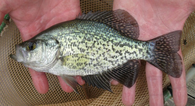 BLACKCRAPPIE - Pomoxis nigromaculatus