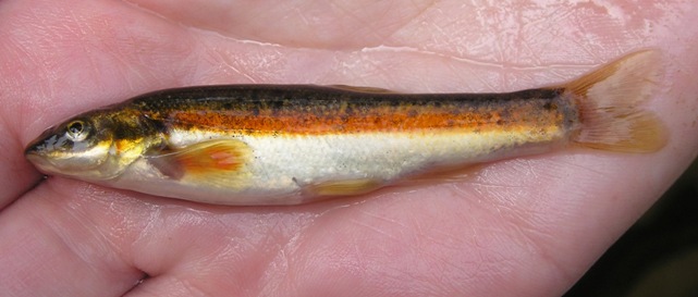 Blacknose Dace - Rhinichthys atratulus 