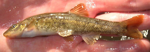 Longnose Dace - Rhinichthys cataractae 