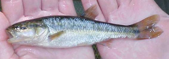 Creek Chub - Semotilus atromaculatus