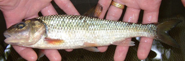 Fallfish - Semotilus corporalis  