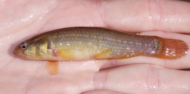 Mud minnows store