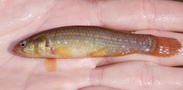 Eastern Mudminnow - Umbra pygmaea