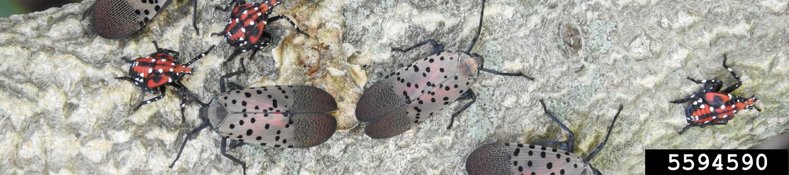 Spotted Lanternfly, photo credit Richard Gardner, Bugwood.org