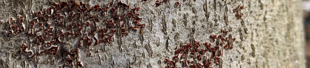 beech bark disease