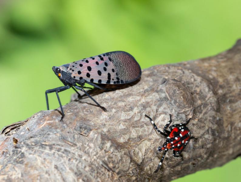1-Spotted-Lanternfly-Adult-and-Nymph-Stephen-Ausmus-USDA