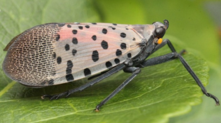 3-Spotted-lanternfly