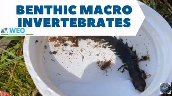 Benthic Marco Invertebrates from a Fairfax County stream