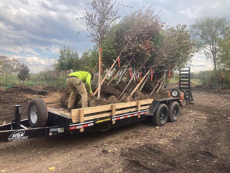 Free tree from Casey Trees