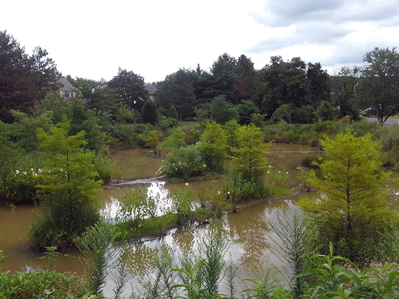 Fair Woods Wetland