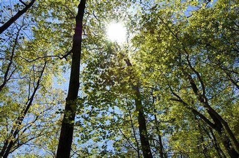Sun shinning through tree canopy