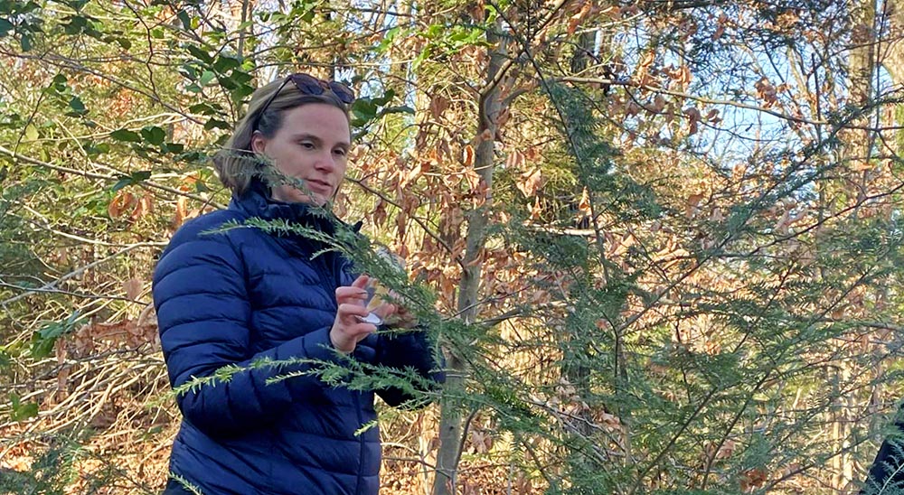 Virginia Department of Forestry Forest Health Specialist Katlin DeWitt placing predator beetles on hemlock