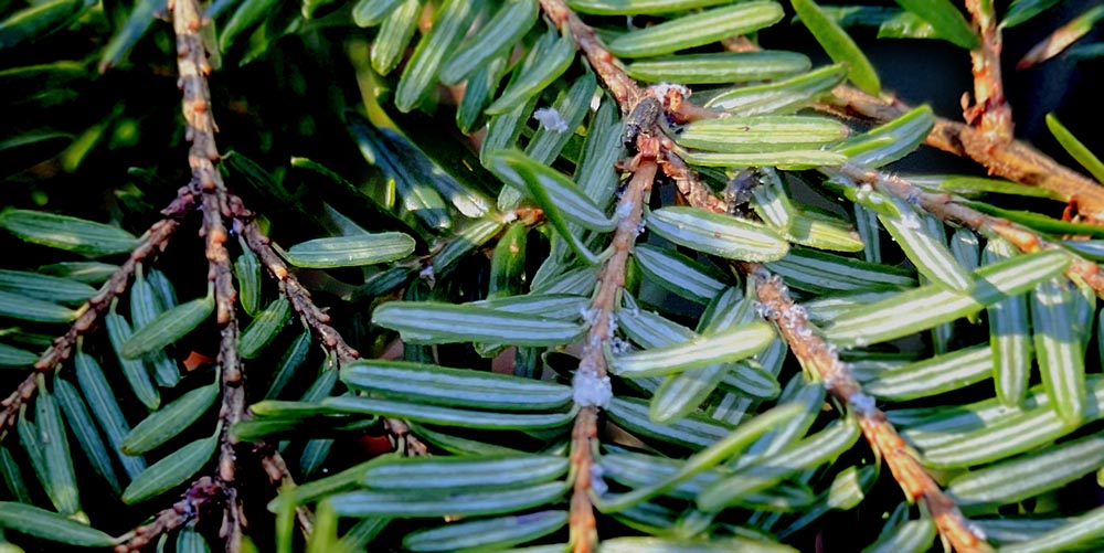 Predator beetles on hemlock pine branches