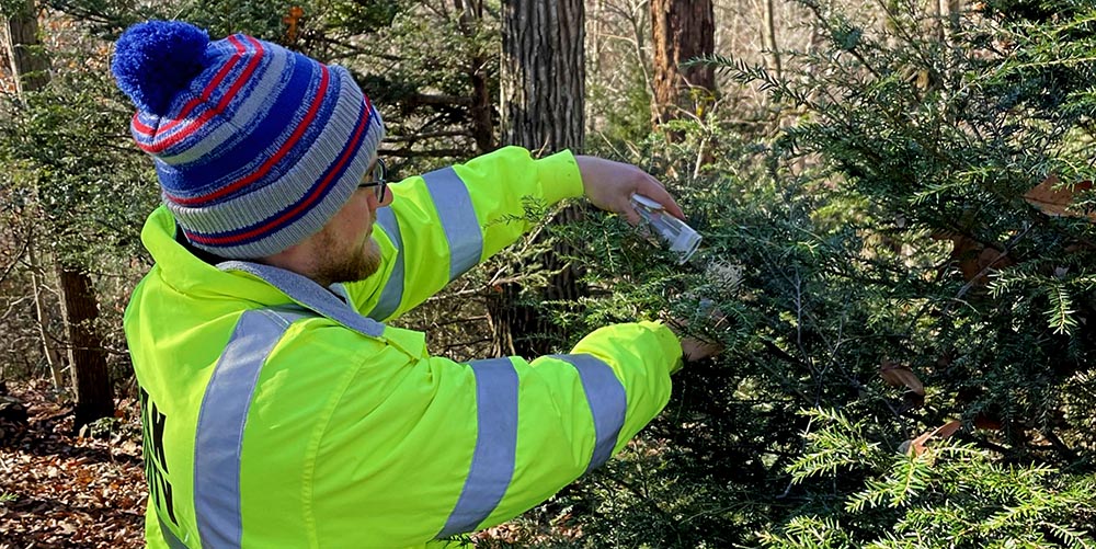 UFMD Urban Forester I, Ethan McLellan placing predator beetles onto hemlock branches