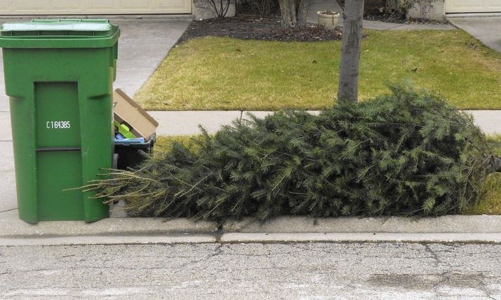 Christmas tree at curb